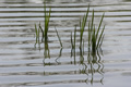 'Grass in Water' by John Anthony Del Ciello